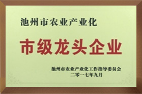 市级龙头美女搞鸡网站